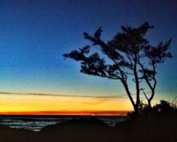 Shore pine against a winter sunset, Yachats